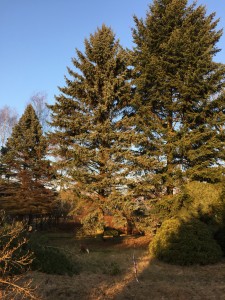 Nadelbäume im Nordteil